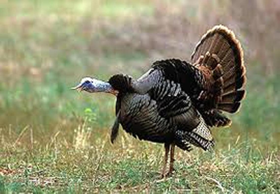 New season dates and bag limits will usher in the spring turkey hunting season, which starts Sunday on private land in South Carolina.