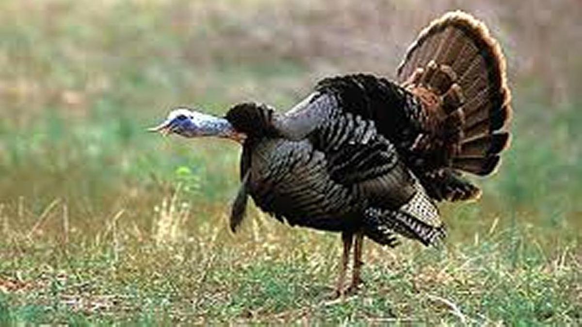 New season dates and bag limits will usher in the spring turkey hunting season, which starts Sunday on private land in South Carolina.