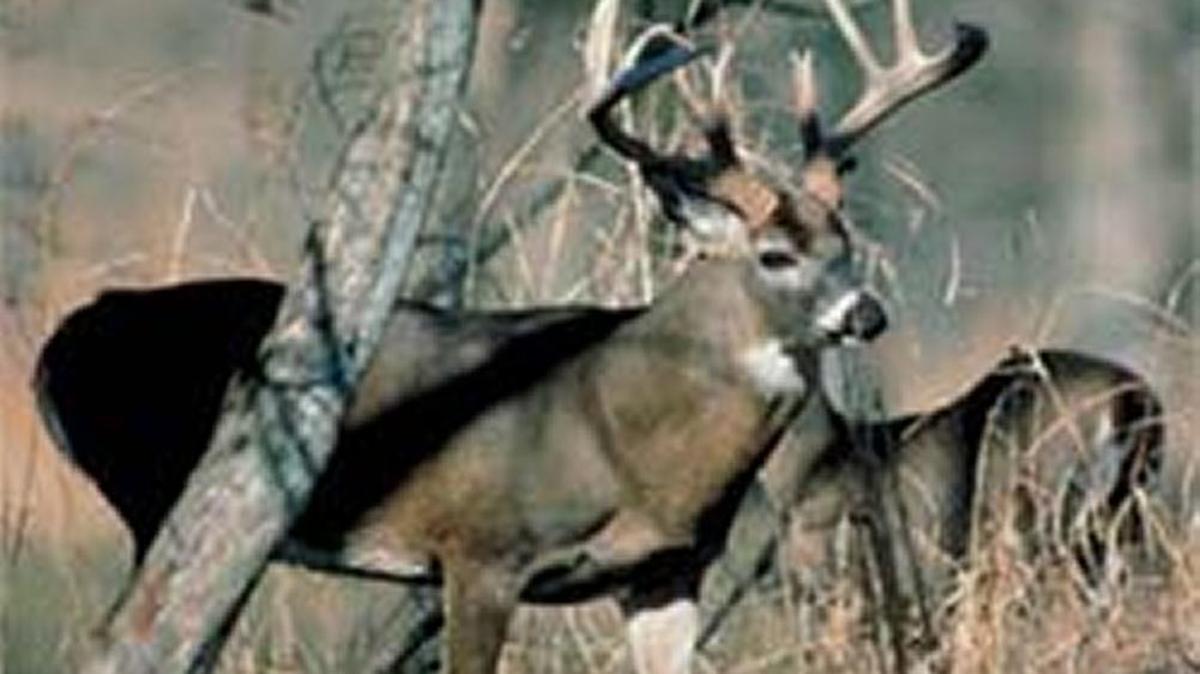 Last October’s flood may mean more and bigger bucks this hunting season for South Carolina's white-tailed deer hunters.