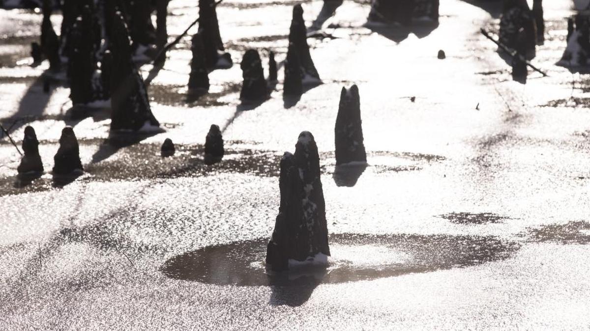 Swamps near Conway are covered with a sheet of ice last week in the wake of Winter Storm Grayson. Under the ice, the welfare of various fish species remains a concern.