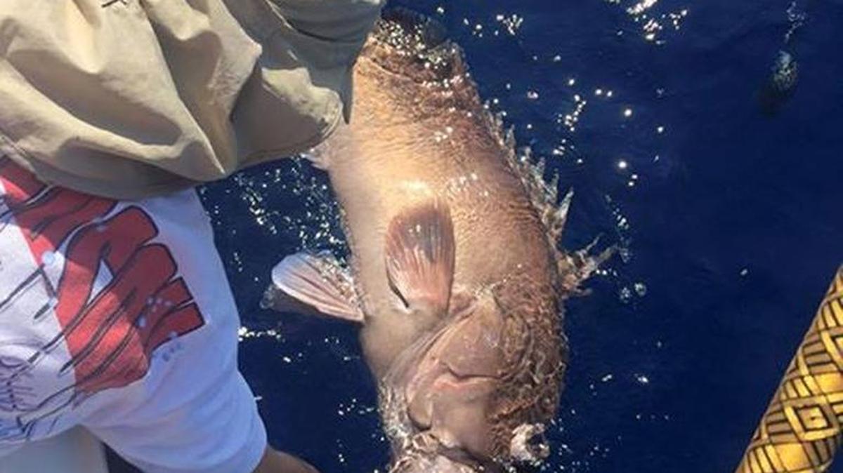 A controversial Exempted Fishing Permit (EFP) application dealing with snapper-grouper fishing will be discussed at next week's South Atlantic Fishery Management Council meeting in Jekyll Island, Ga.