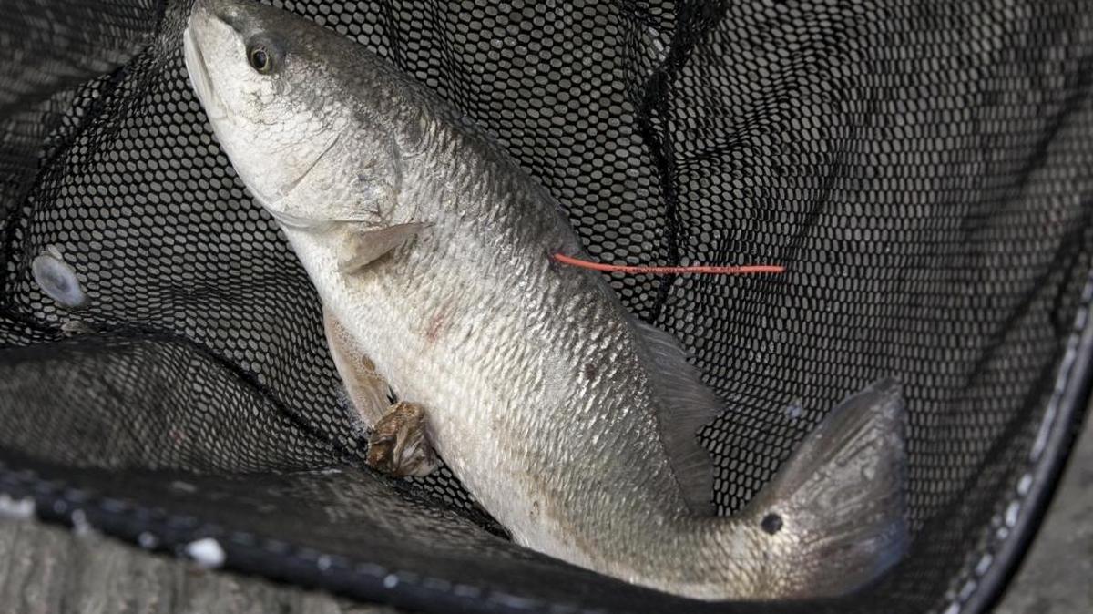 Red drum have been the species most often encountered during the latest cold stretch along the Grand Strand.