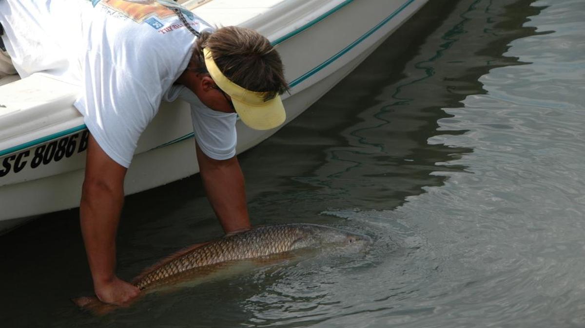 
It is critical to properly release bull red drum that are caught along the Carolina coast during the months of autumn.
