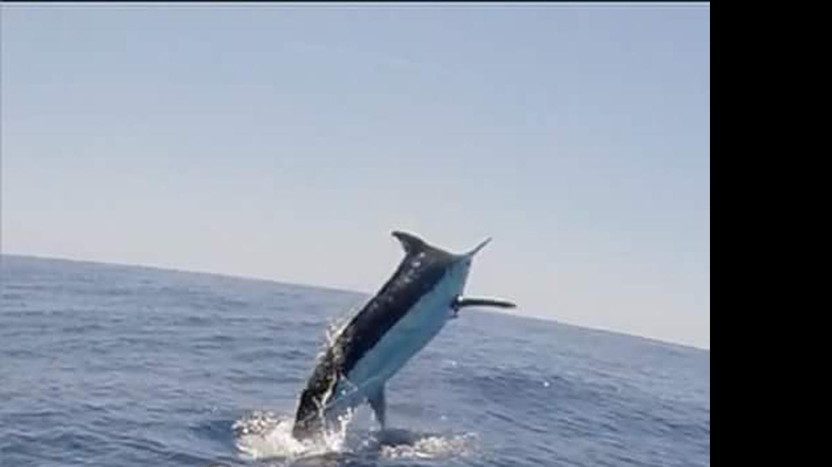 
A blue marlin clears the surface off the Miss Wy during pre-fishing on Monday for the 48th Annual Georgetown Blue Marlin Tournament, which got underway on Thursday. Fishing continues today and Saturday out of Georgetown Landing Marina.
