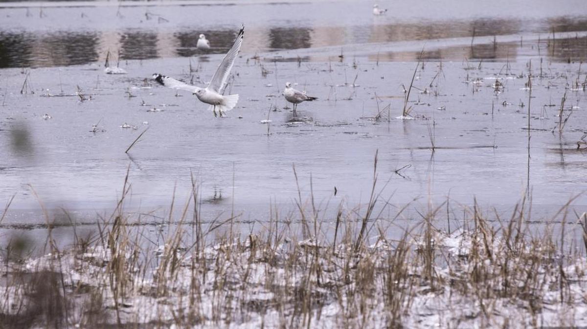 Seagulls walk on a frozen marsh in North Myrtle Beach on Wednesday morning.