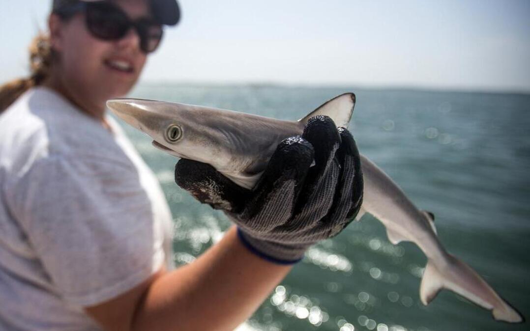 
The Atlantic sharpnose shark is the most common shark found along the beach and around piers.


