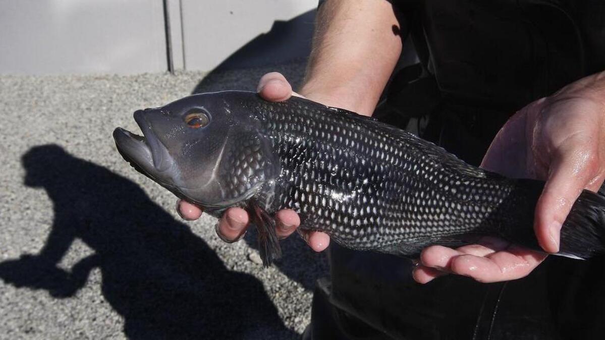 
A black sea bass.
