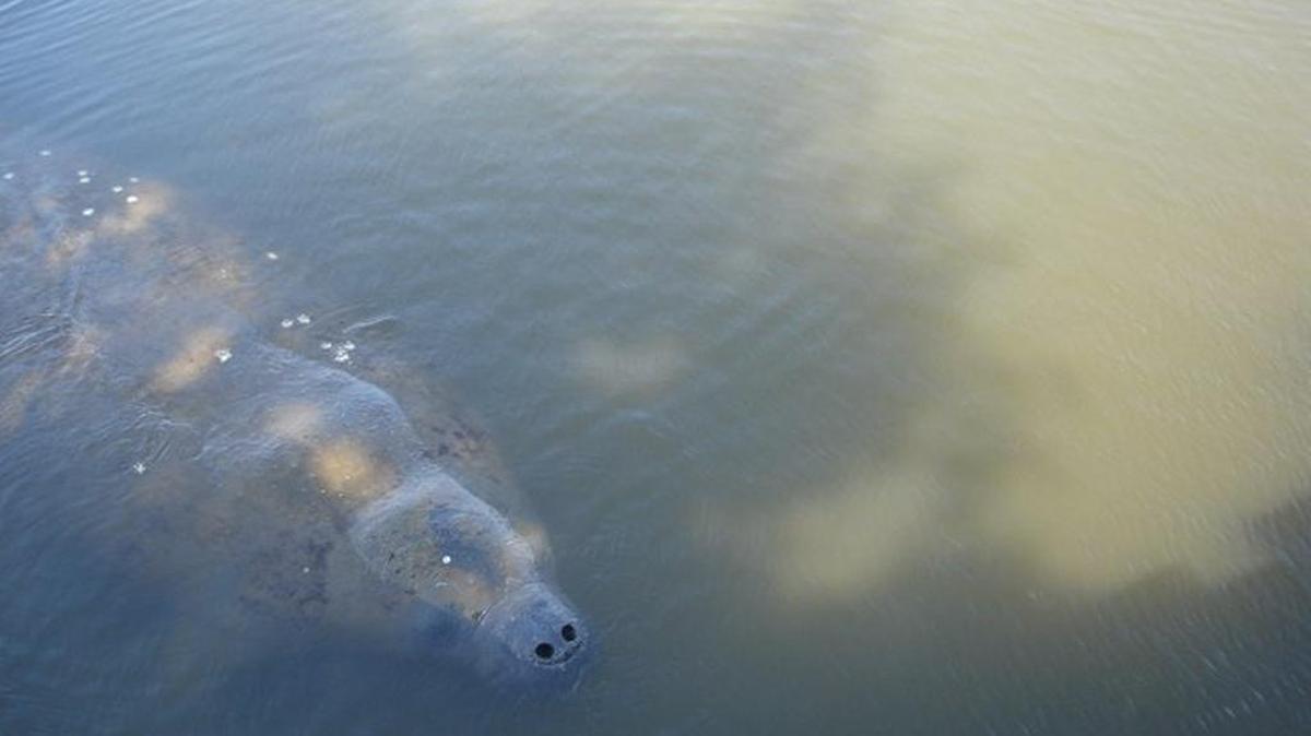 A manatee swims in the backwaters of Murrells Inlet in August of 2011.