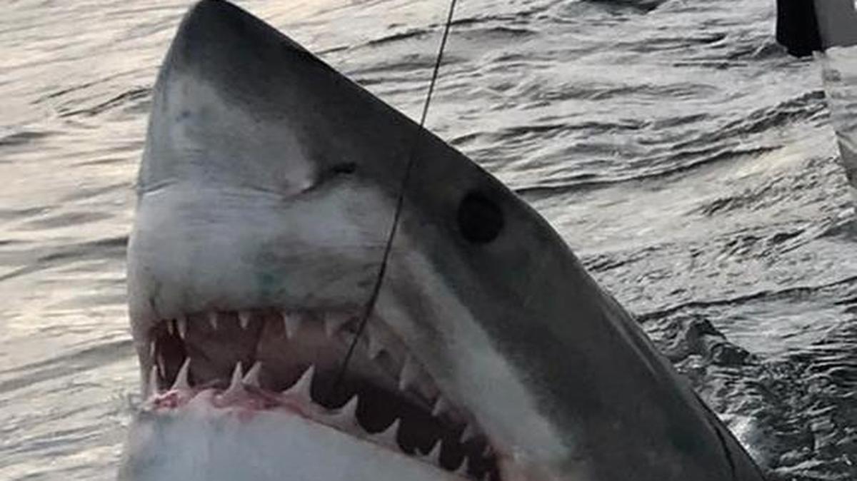 A great white shark just under 10 feet long comes to the surface before being released Tuesday off Hilton Head Island.