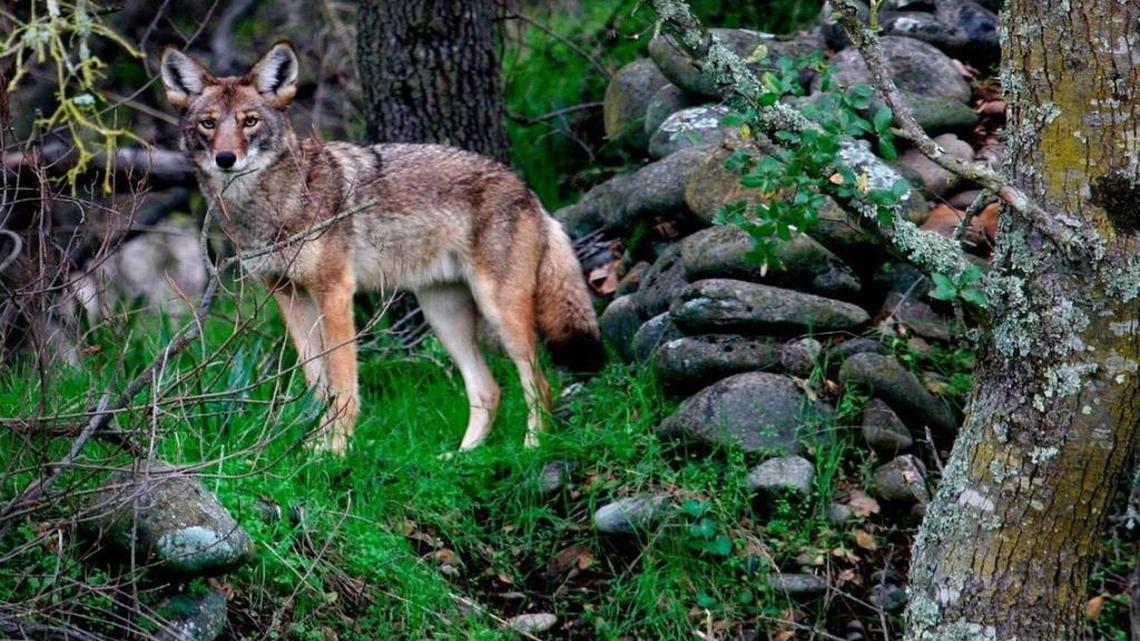 Myrtle Beach area residents seeing more coyotes. Here’s why there are more of them