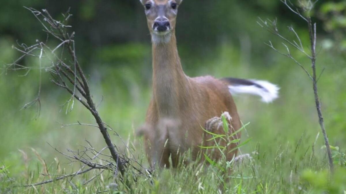 
Senate bill 454 proposes a limit of four antlered bucks per year and that all deer harvested must be tagged. 
