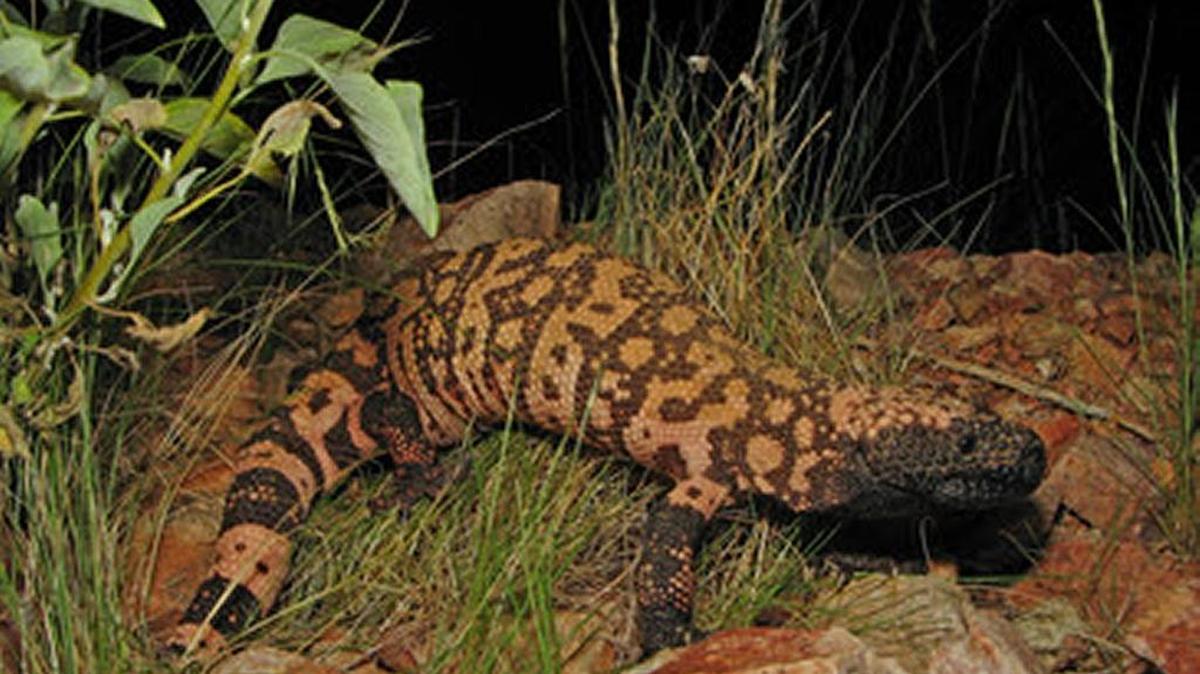A Gila monster.