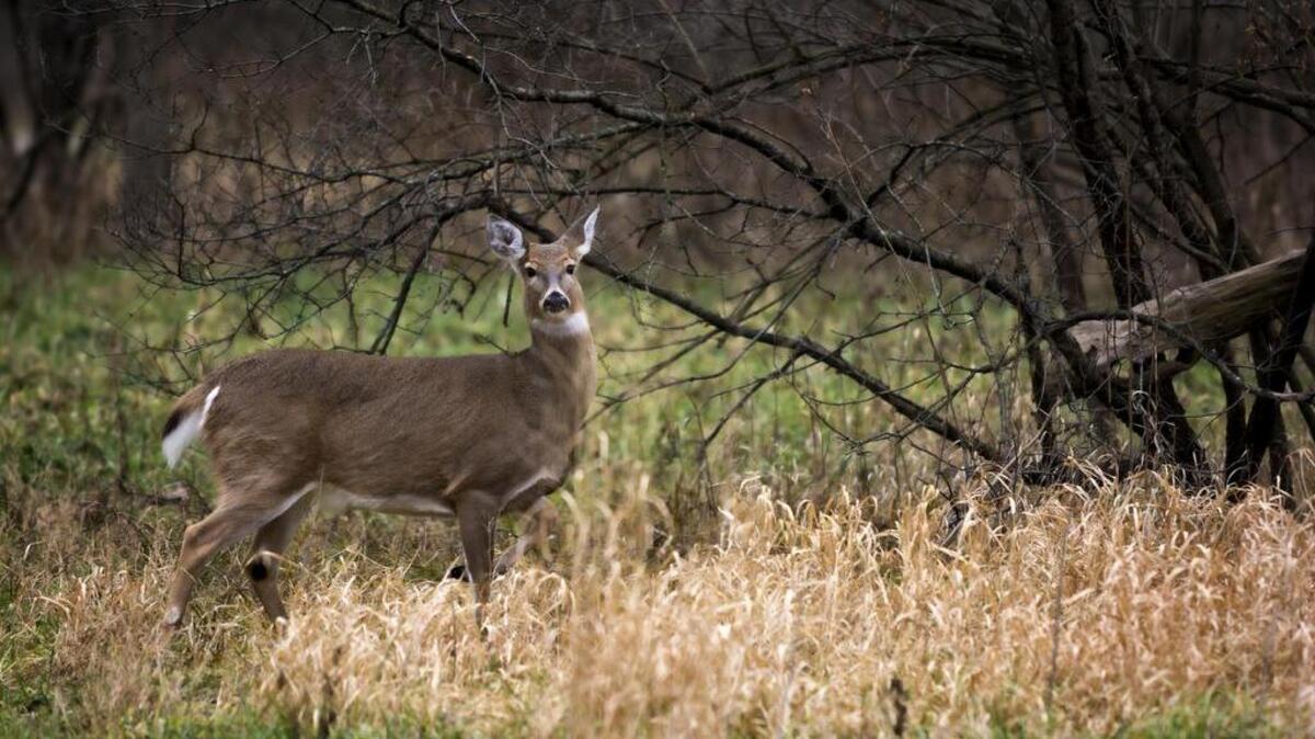 
A white-tail deer.
