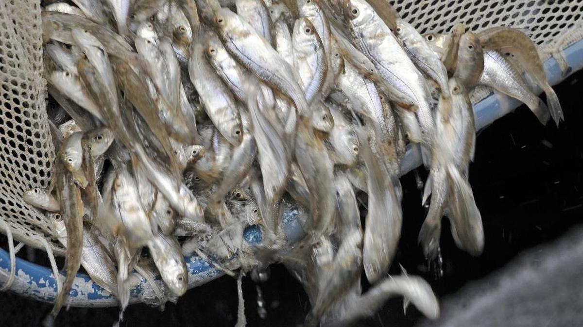 Prime time to catch and release bull red drum is here along the Carolina coast.