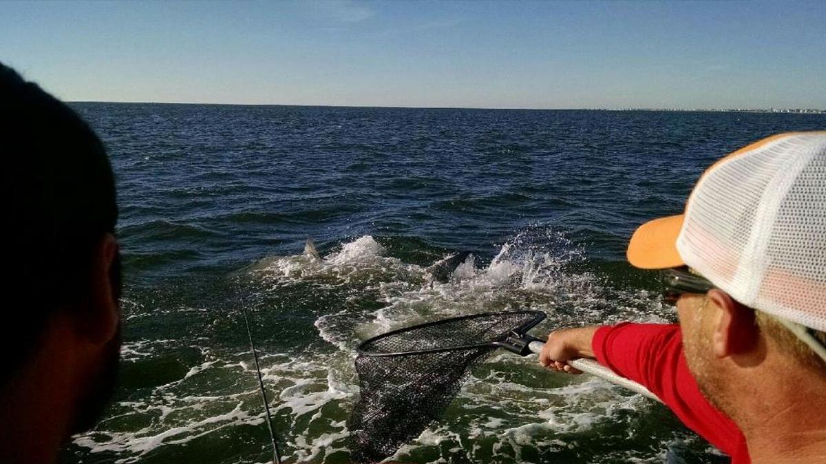 A large shark returns to the water after inhaling a bull redfish at the stern of the boat the morning of Friday, Nov. 13, as angler Andrew Nelson (left) and Capt. Jay Sconyers of Aces Up Fishing look on.