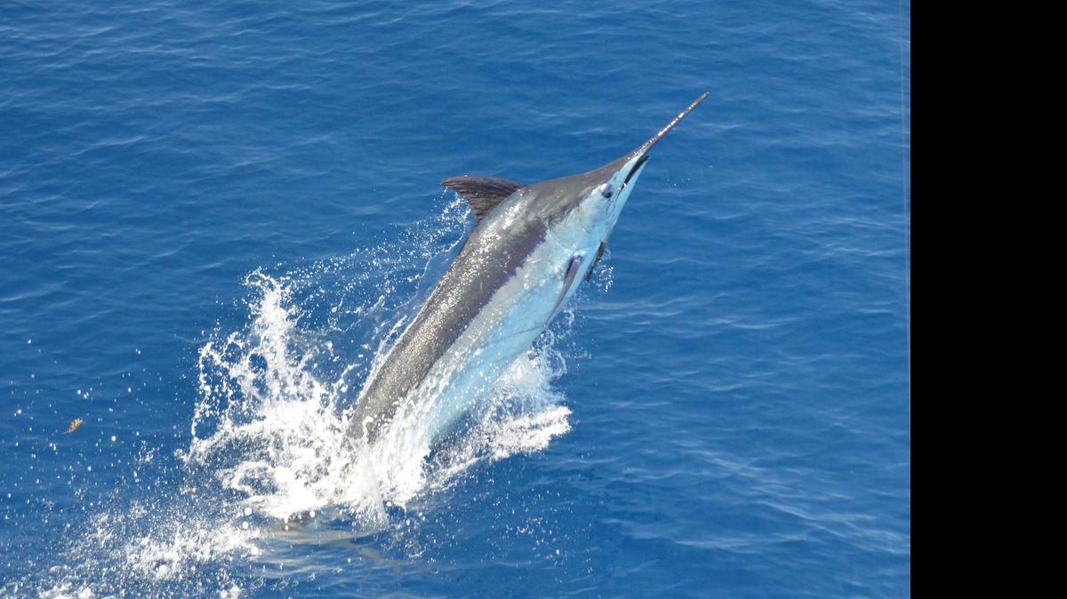 
A blue marlin jumps behind the stern of Miss Wy on May 18. The crew went on to release three blue marlin on Saturday to win the 48th annual Georgetown Blue Marlin Tournament.

