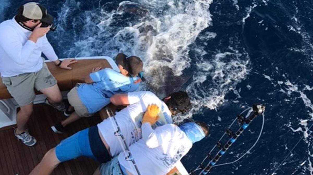 The crew of Gryphon works to release a blue marlin at boatside during the Governor's Cup Billfishing Series.