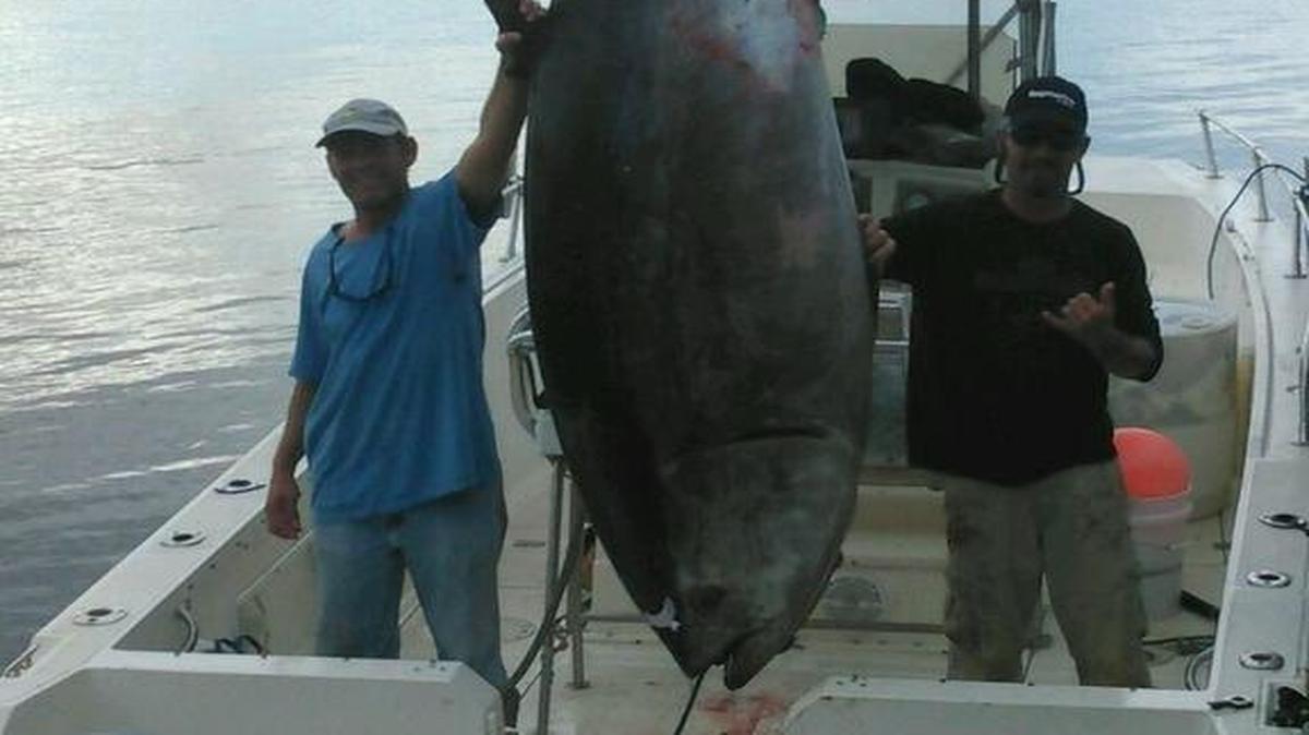 This giant bluefin tuna was landed off the Carolinas coast on Dec. 16, 2015.