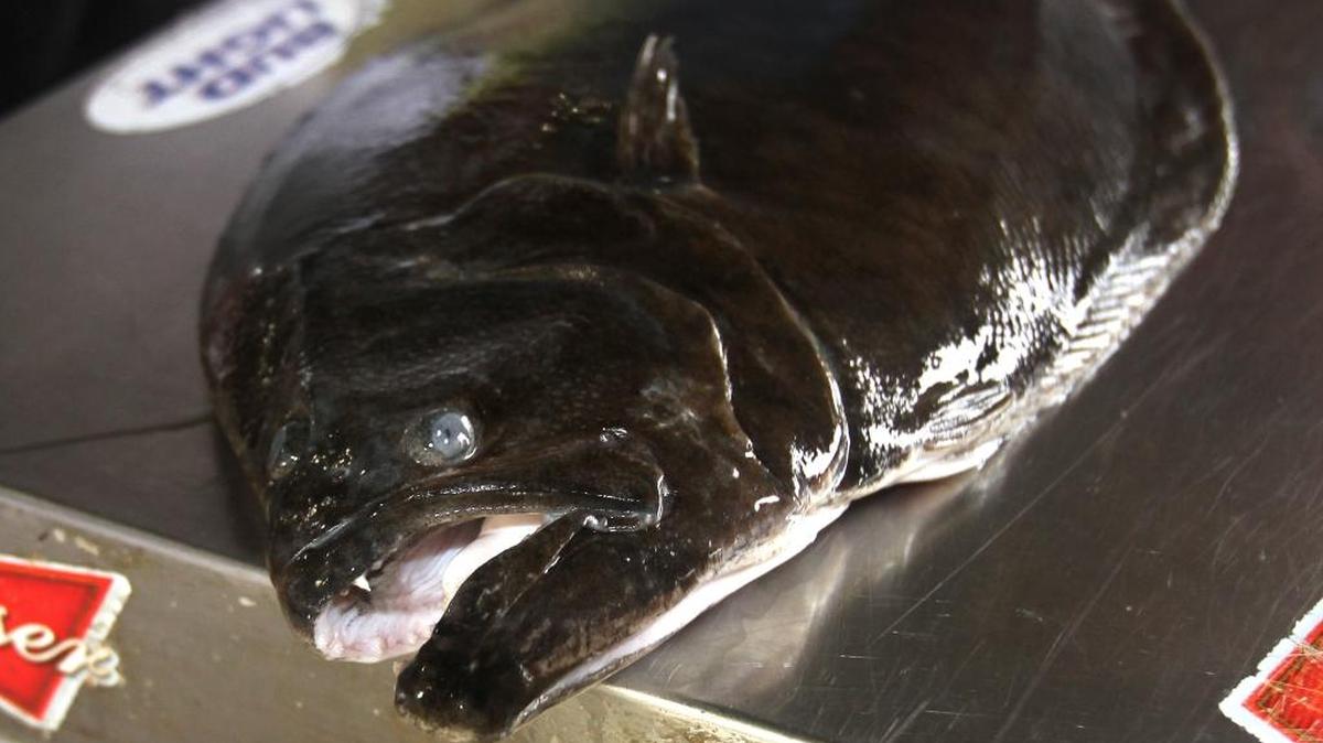 On Saturday, a new law will go into effect that increases the flounder minimum size limit one inch to 15 inches and decreases the daily bag limits to 10 per person and 20 per boat.