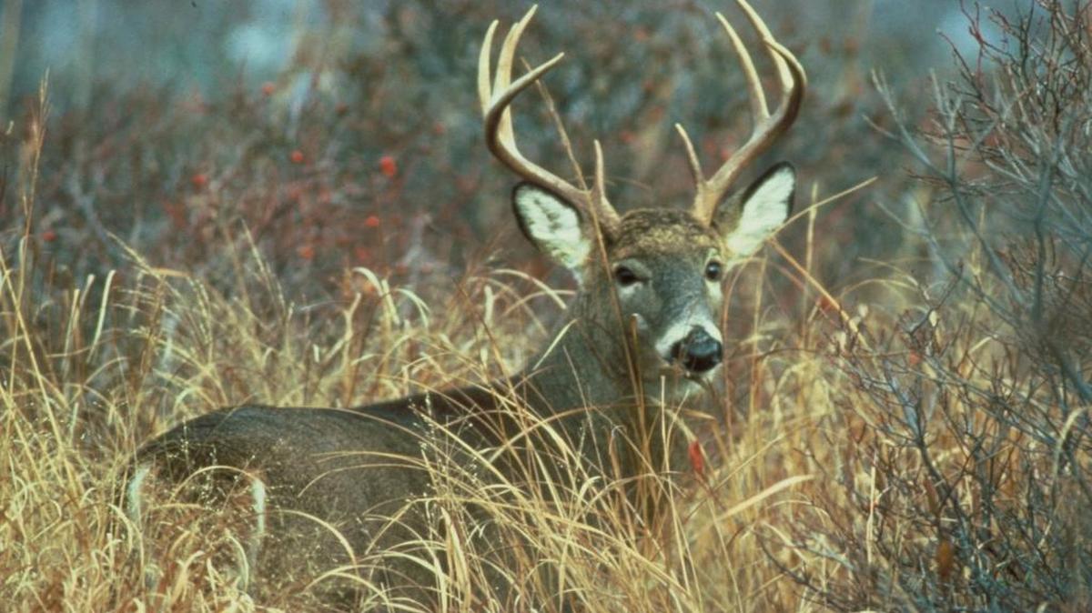 When deer hunting season opens in the majority of the state on Aug. 15, South Carolina will become the final state in the nation to institute a statewide limit on the harvest of bucks
