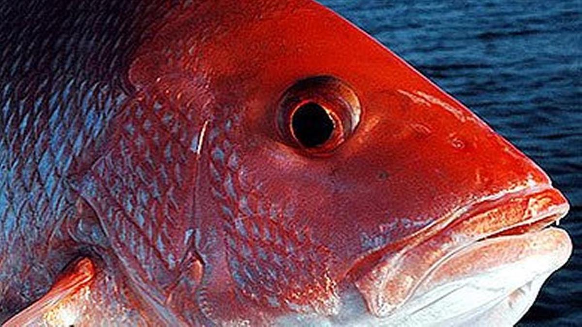 The final three-day period for a red snapper mini-season for recreational anglers was scheduled for Dec. 8-10, but coincided with a cold front that brought a major bout of wintry weather to the Southeast coast, nearly two weeks before the first day of winter.