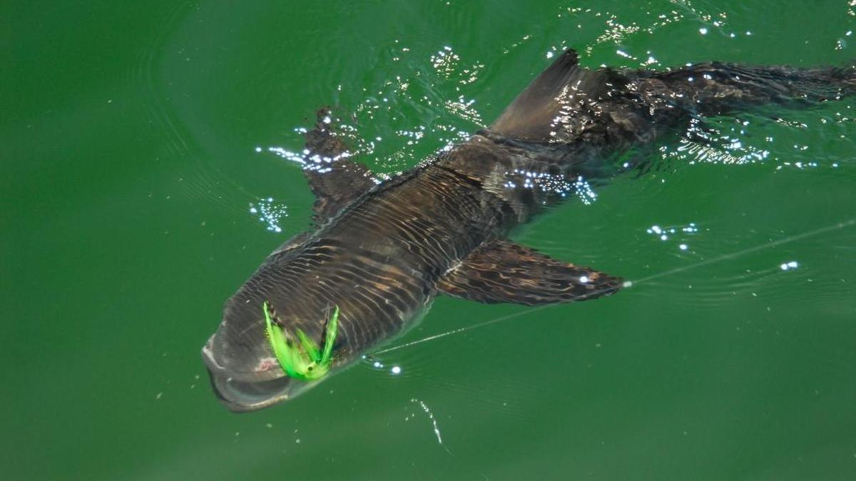 Of the pelagic species that migrate up the Southeast coast in spring, cobia are the big brown prize anglers covet for their dogged fight and excellence as table fare.