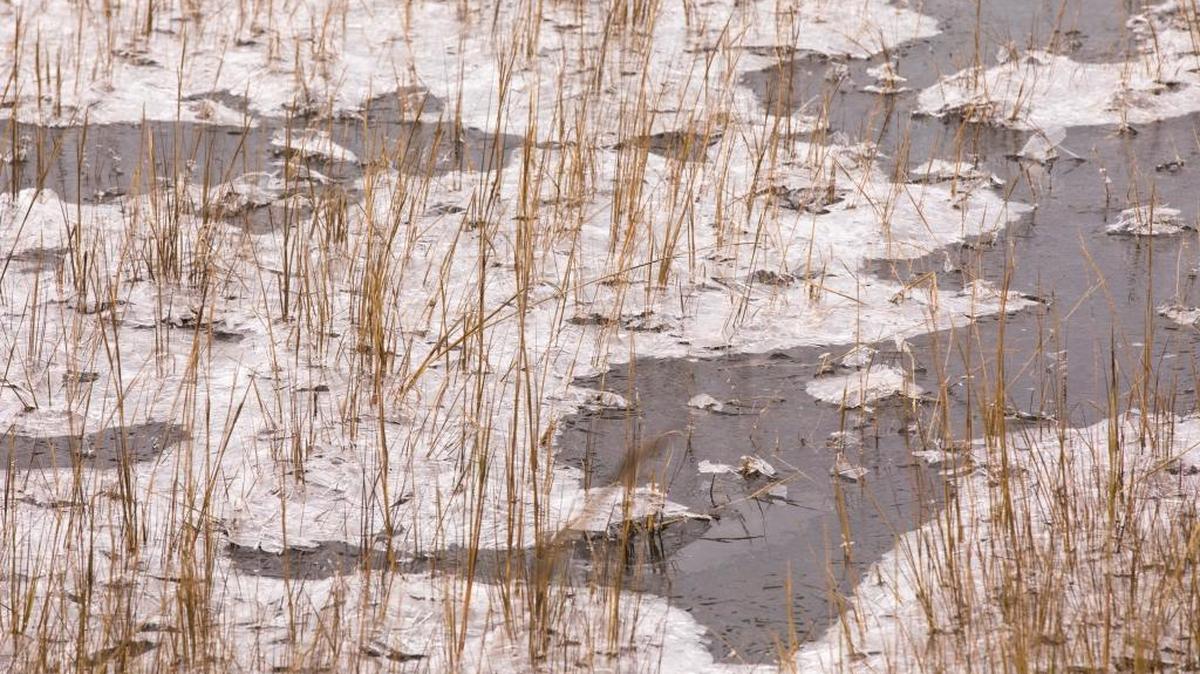 An inlet marsh in North Myrtle Beach was frozen as a result of Winter Storm Grayson on Wednesday.