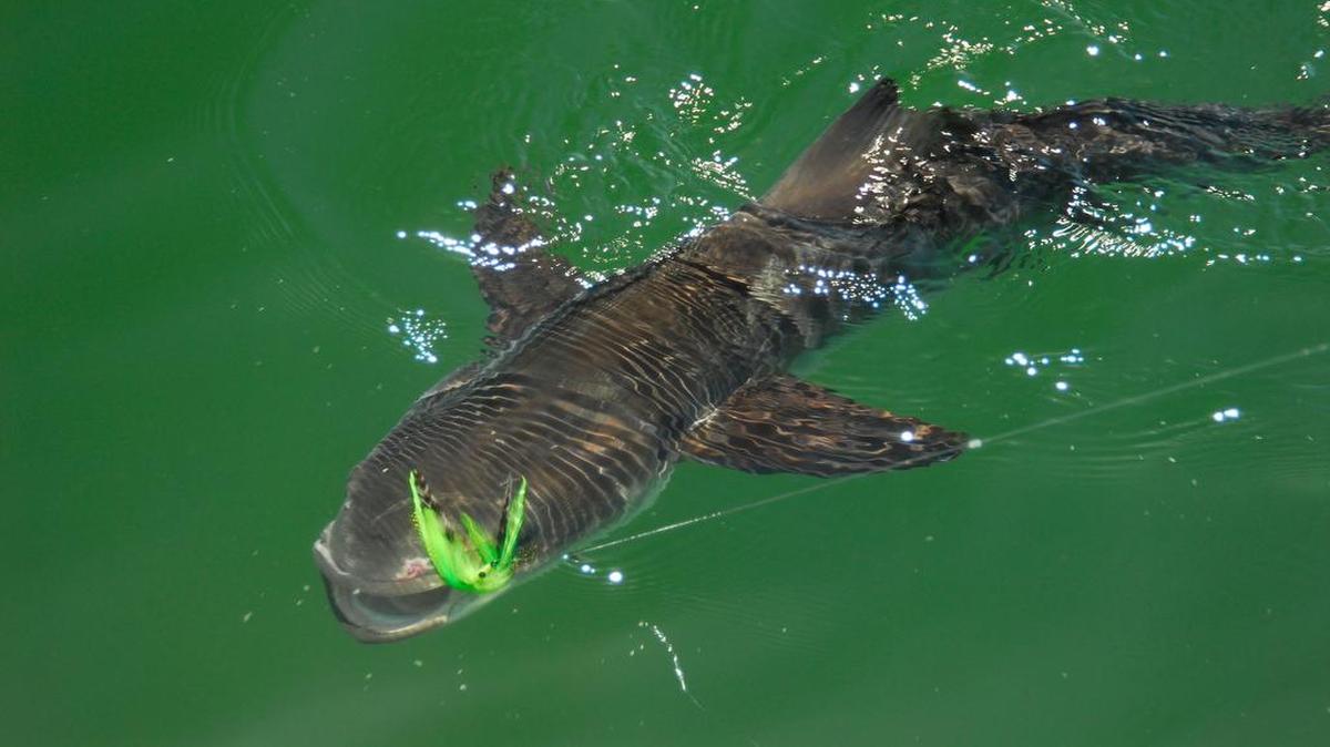 The recreational cobia fishery will close in federal waters from Georgia to New York on June 20, 2016.